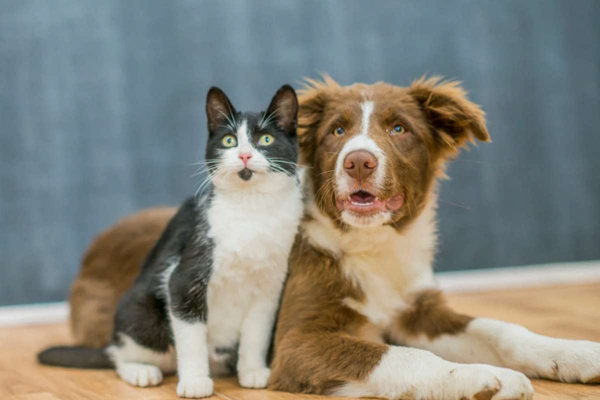 Cane e gatto